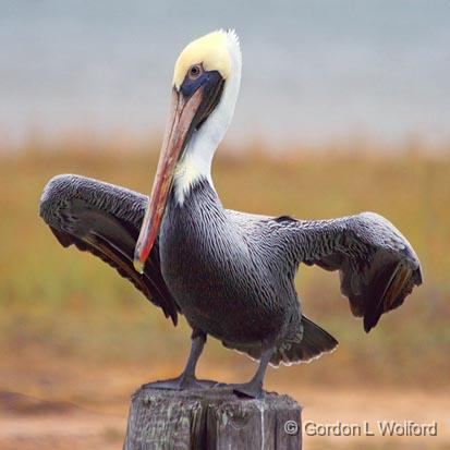 Pelican Taking Wing_31345.jpg - Brown Pelican (Pelecanus occidentalis) photographed along the Gulf coast near Port Lavaca, Texas, USA.